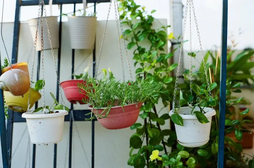 hanging-plants-1