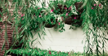Outdoor Hanging Plants