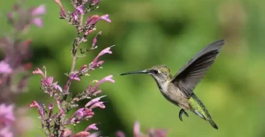 Hummingbird Mint Plant