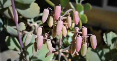 Kalanchoe Pinnata