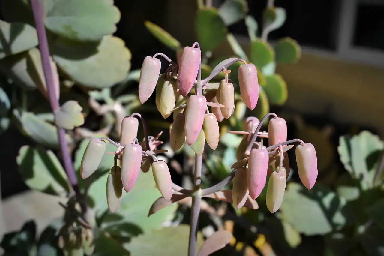 Kalanchoe Pinnata: Nature’s Powerful Remedy for Healing