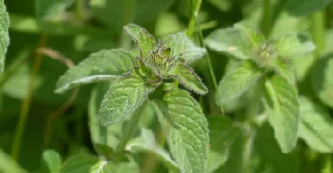 How to Grow Mint