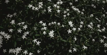 Star Jasmine Plant
