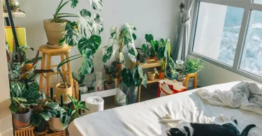 Swiss Cheese Plant Toxic to Cats