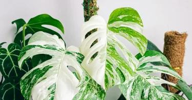 Swiss Cheese Plant Yellow Leaves