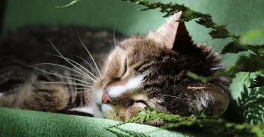 10 Common Houseplants that are Toxic to Cat