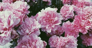 How to Grow Peonies