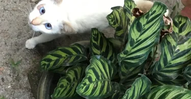 Prayer Plant Toxic to Cats