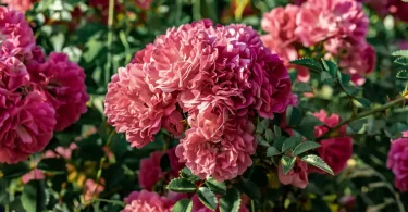 When do Peonies Bloom