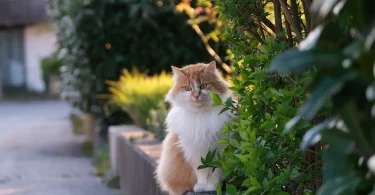Are Peonies Poisonous to Cats