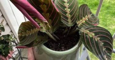 Prayer Plants at Night