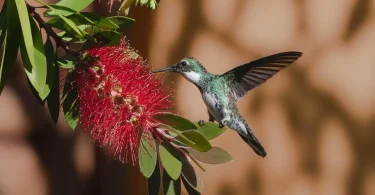 Hummingbird