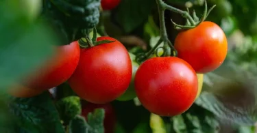 Organic Gardening