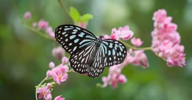 Pollinator-Friendly Garden