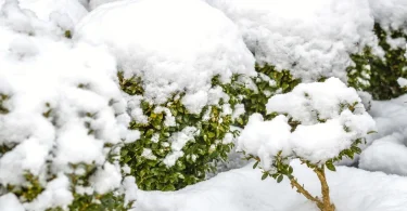 Gardening for Extreme Weather