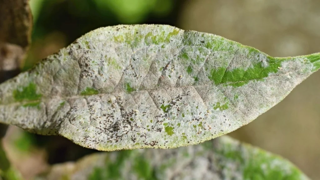 How Does Powdery Mildew Spread