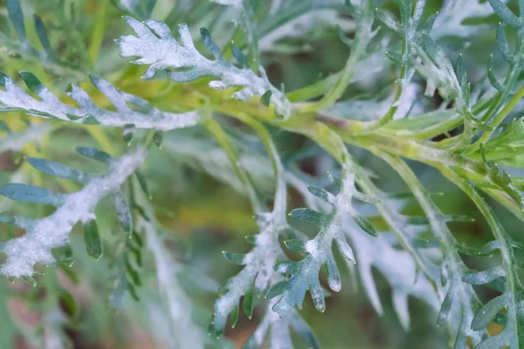 Powdery Mildew Treatment Guide