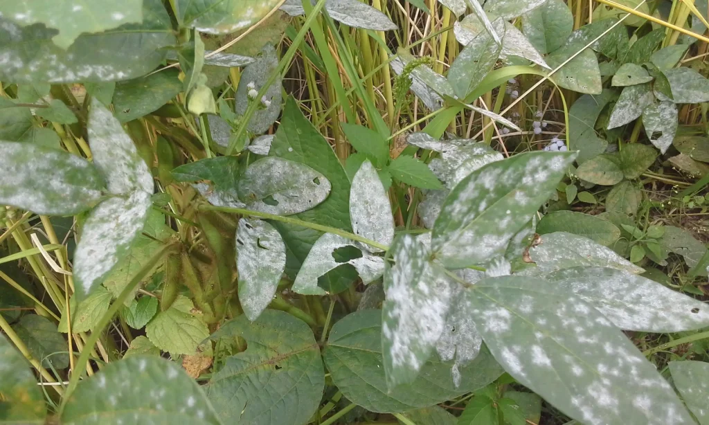 Powdery_Mildew_in_Soyabean_leaves