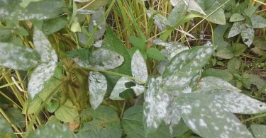 fungal disease in leafy greens