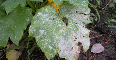 Fungal Disease in Vegetables