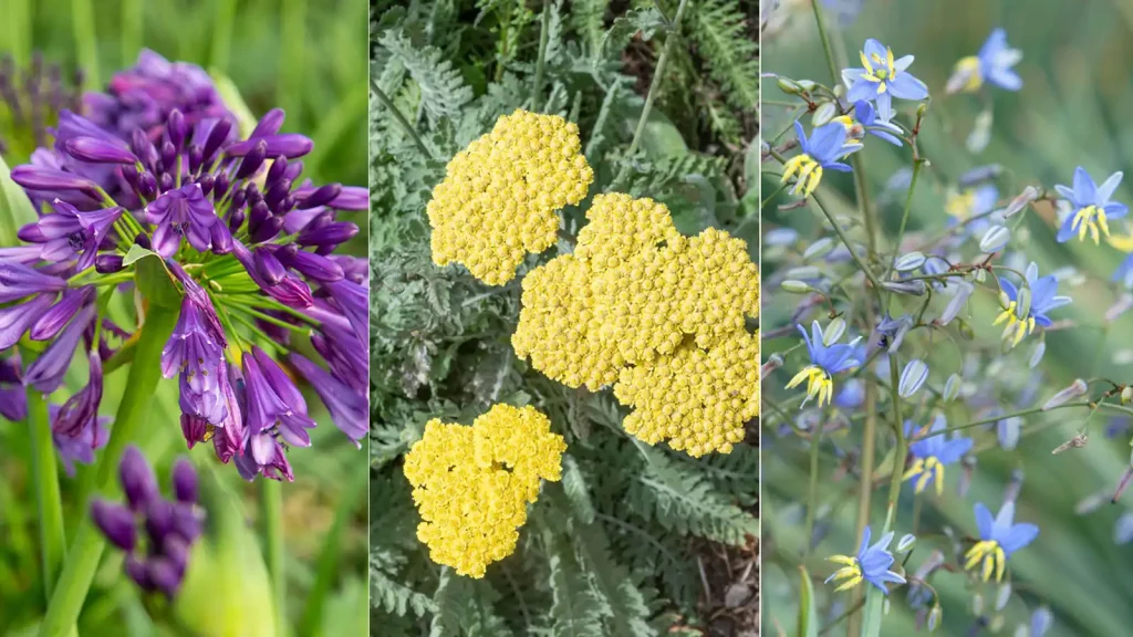 Resistant Plant Varieties