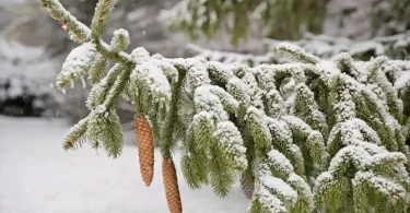 Winter Garden Protection Tips