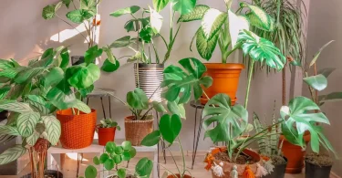 12 best indoor plants