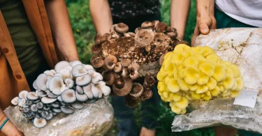 Beginner Mushroom Growing Kit
