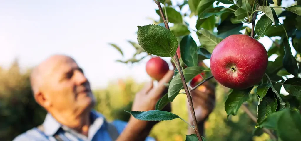 Benefits of Pruning for Annual Fruit Yield