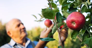Benefits of Pruning for Annual Fruit Yield
