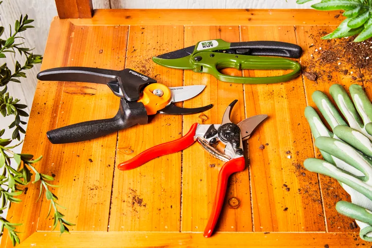 Best Tools and Equipment for Effective Pruning