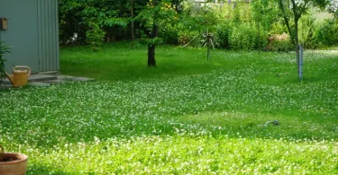 Clover Lawns