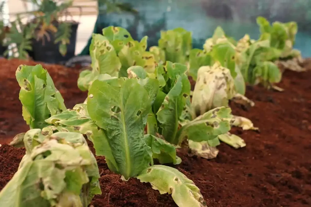 Common Issues When Growing Lettuce