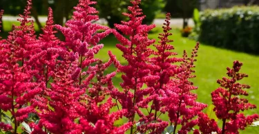 Deer-Resistant Flowering Shrubs