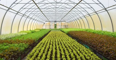 Designing the Greenhouse Structure