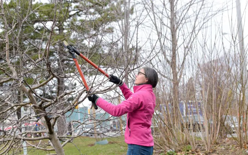Fruit Tree Pruning