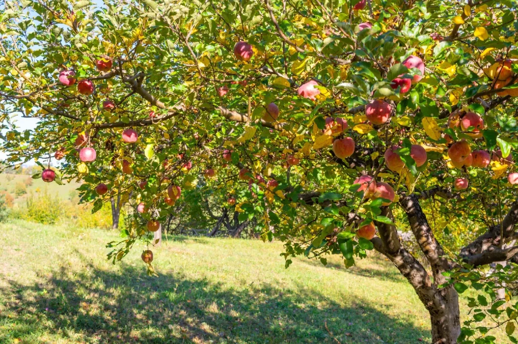 Fruit Trees