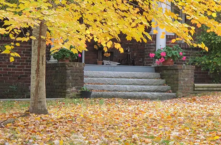 Leaves for Butterflies