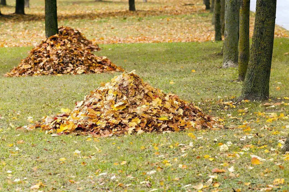 Leaves pileup