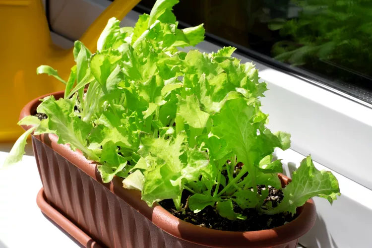Lettuce Grown Indoors in Pots