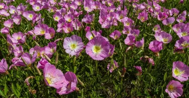 Mexican evening primrose