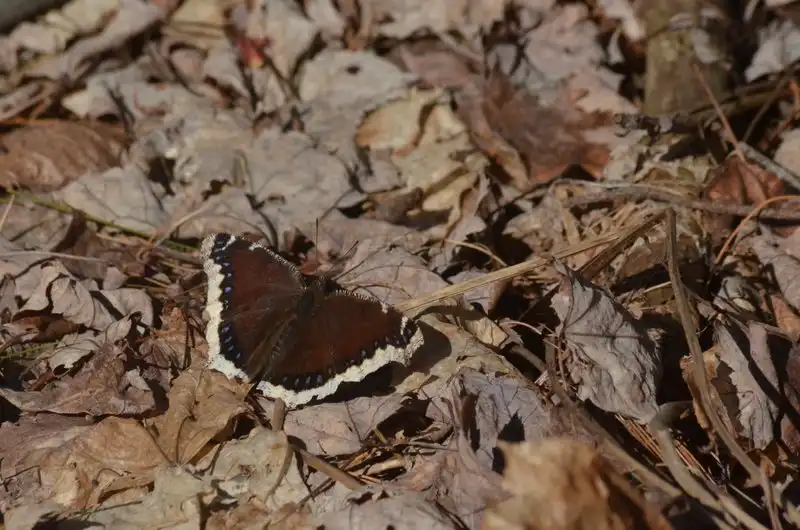 Mourning Cloaks and Commas Butterfly