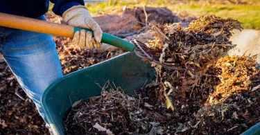 organic mulch