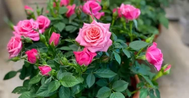 Pink miniature rose
