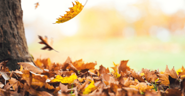 The Benefits of Leaving Leaves for Butterflies