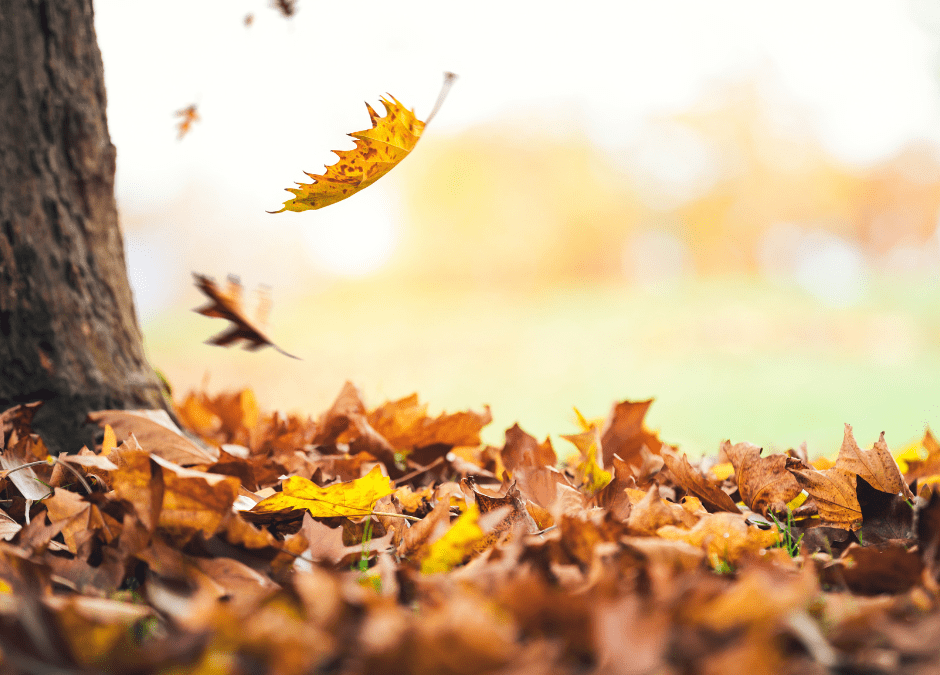 The Benefits of Leaving Leaves for Butterflies