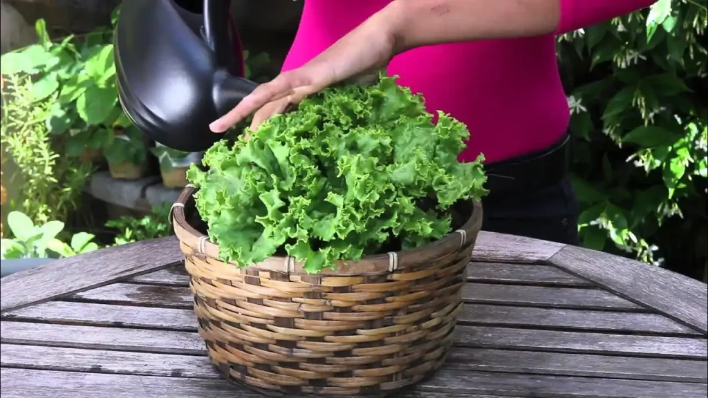 grow lettuce in pots