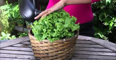grow lettuce in pots