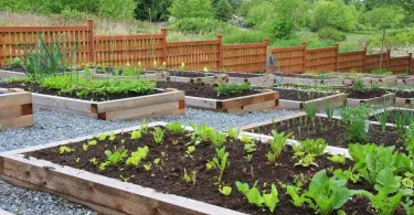 What Is Edible Landscaping