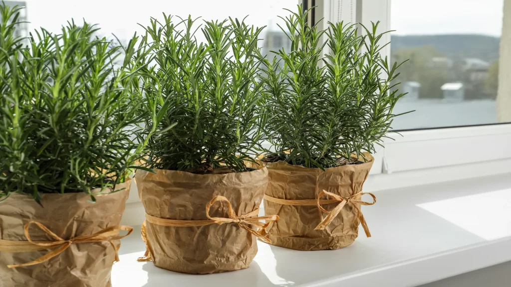aromatic green rosemary pots win